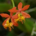 Guadeloupe - Orchidée