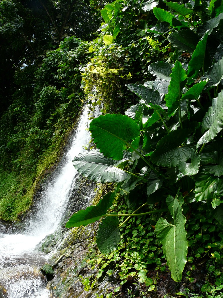 Cascade au bord de la route