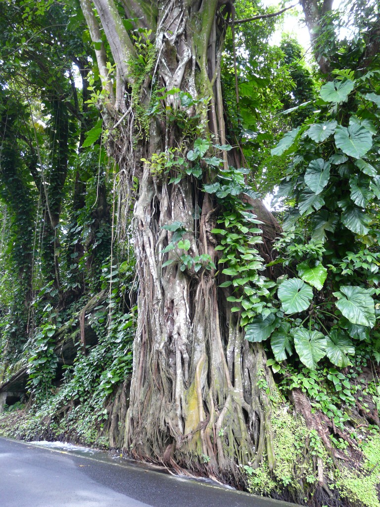 Ficus