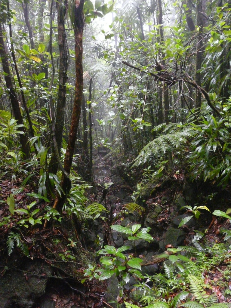 Chemin en forêt tropicale