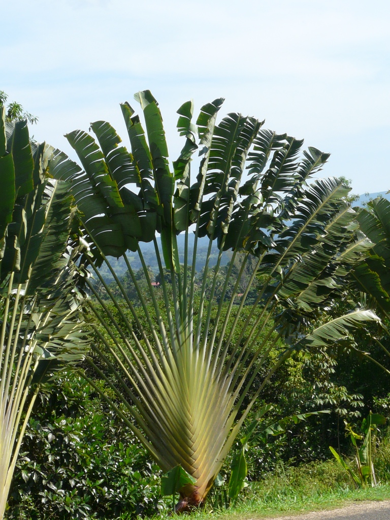 Arbre du voyageur