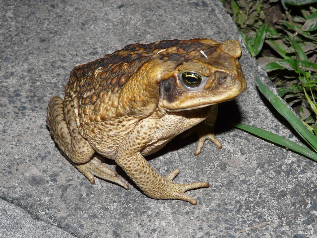 Rencontre Nocturne