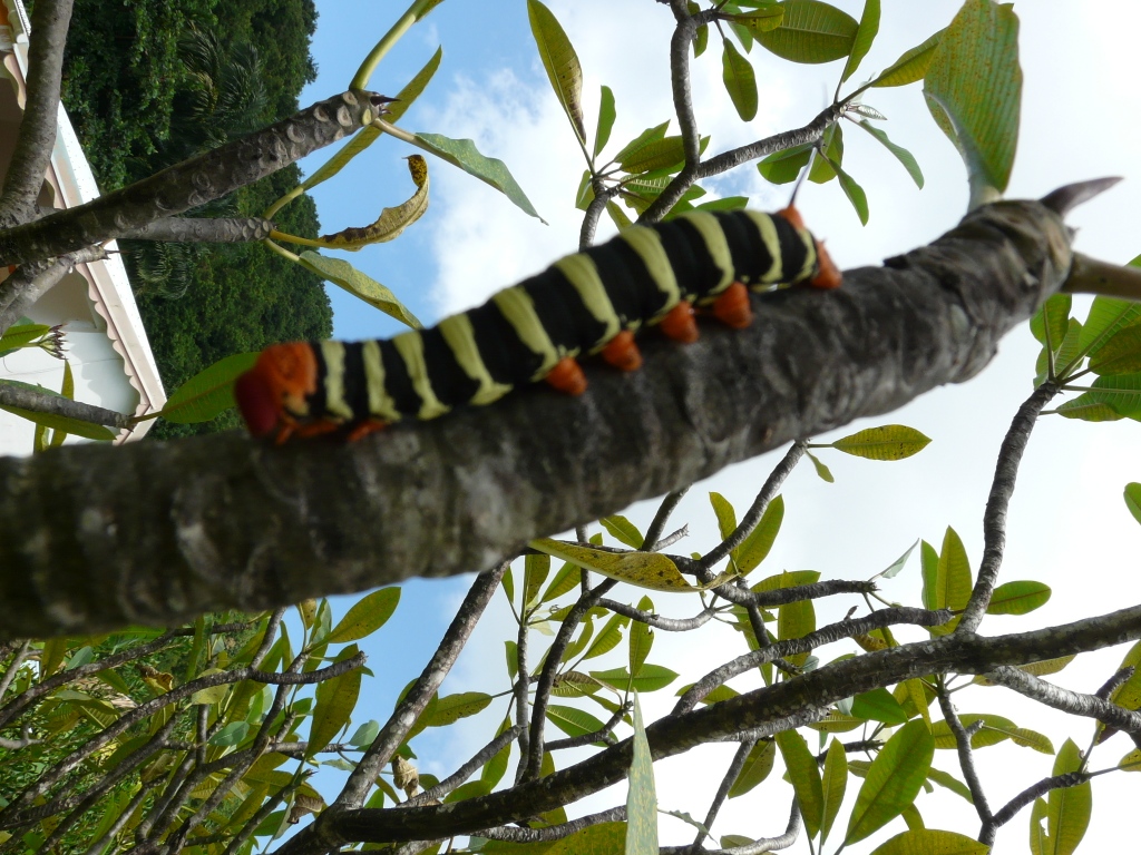 Chenille