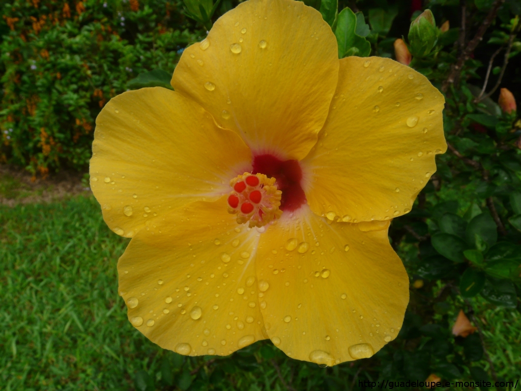 Guadeloupe - Hibiscus Jaune