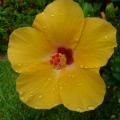 Guadeloupe - Hibiscus Jaune