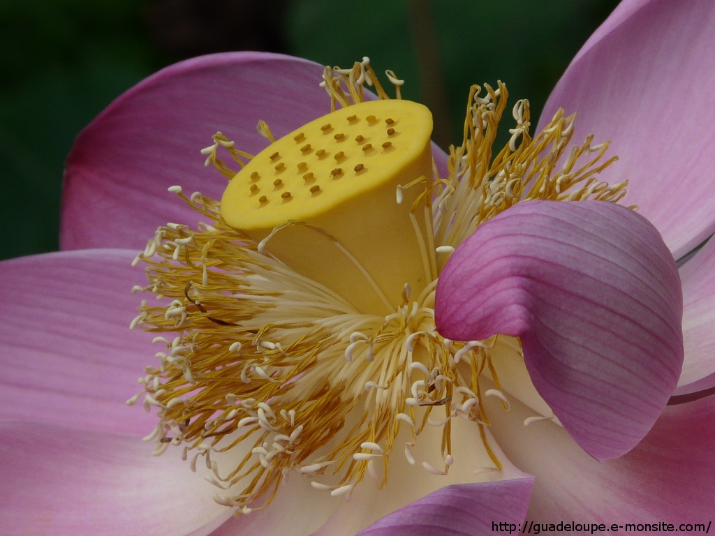 Guadeloupe - Lotus Sacré