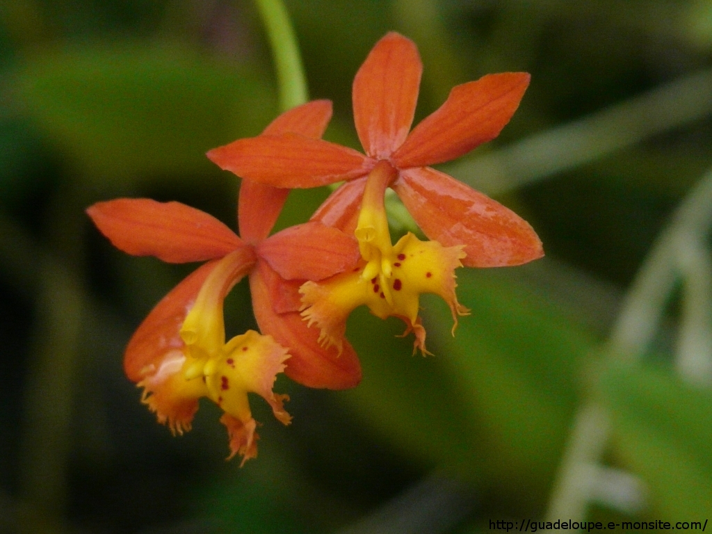 Guadeloupe - Orchidée