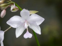 Orchidée