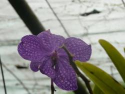 Orchidée