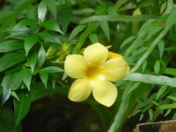 Allamanda