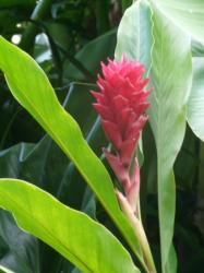 Alpinia