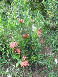 Ixora