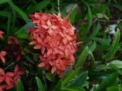 Ixora