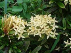 Ixora