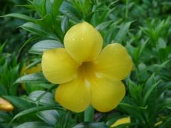 Allamanda