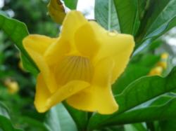 Allamanda