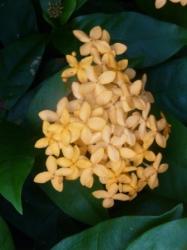 Ixora