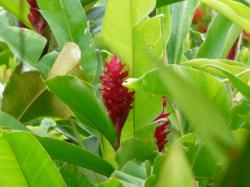 Alpinia