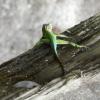 Anolis