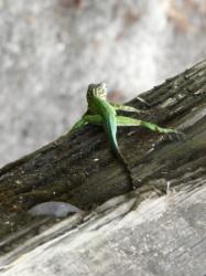 Anolis