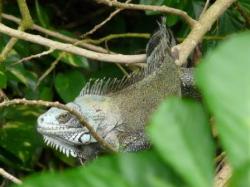 Iguane