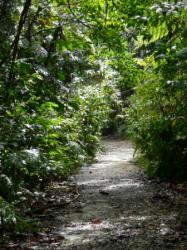 Ballade en Forêt Tropicale