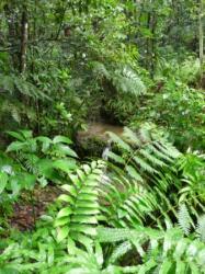 Ballade en Forêt Tropicale