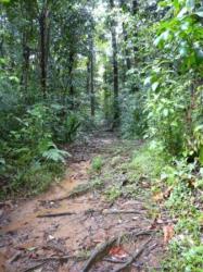 Ballade en Forêt Tropicale