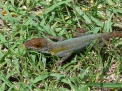 Anolis