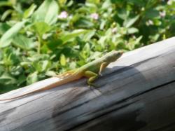 Anolis