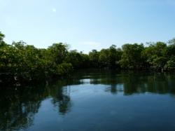 La Mangrove