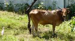 Vache créole et son pic-boeuf