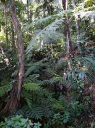 Ballade en Forêt Tropicale