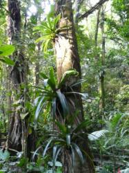 Ballade en Forêt Tropicale