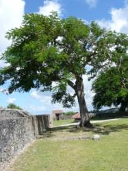 Fort Fleur d'Epée