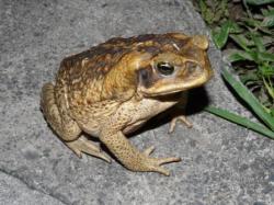 crapaud