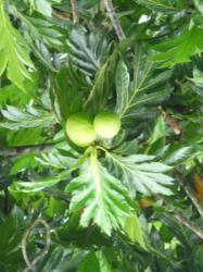 Fruits de l'Arbre à Pain