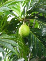 Fruit de l'Arbre à Pain