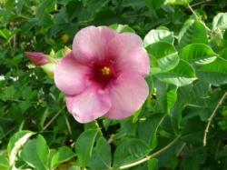 Allamanda