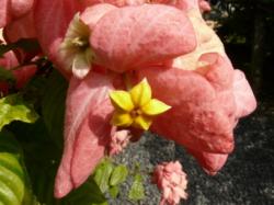 Bougainvillier