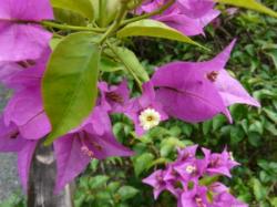 Bougainvillier