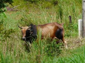 Vache créole