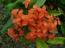 IXORA