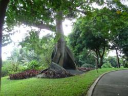 Arbre à Kapok