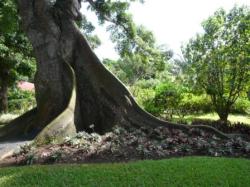 Arbre à Kapok