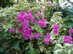 Bougainvillier