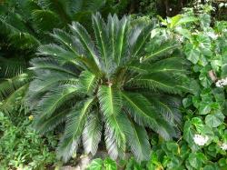 Cycas