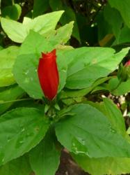 Hibiscus Piment