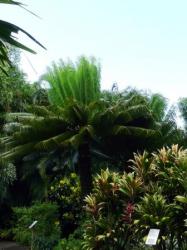 Cycas