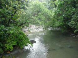 Ballade en Forêt Tropicale